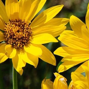 Meet your Posher, Debra